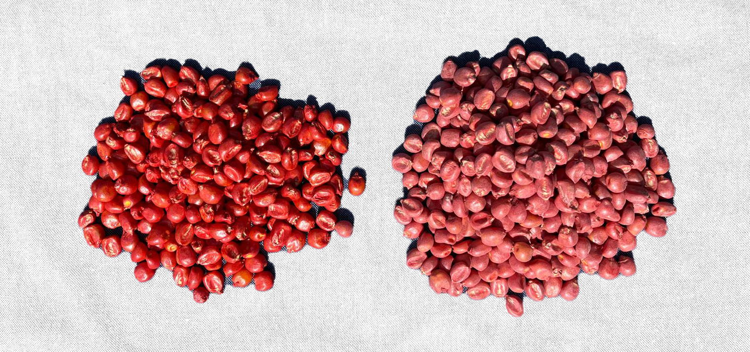 Treated_Untreated Corn Seeds